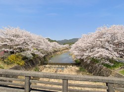 春には桜並木が彩を添える宮田川160m